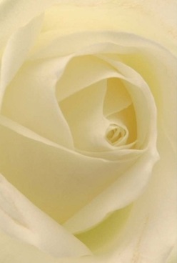 This close-up reveals an ivory rose in its purest form-its swirling, velvet petals seem painted with Gospel Oak's early morning light. Layer upon layer, each petal draws the gaze inward, inviting one to trace the gentle curve as soft shadows deepen between folds. The creamy palette is kissed by subtle hints of pale yellow, the kind you might glimpse in the gardens off Oak Village at sunrise, and the overall effect is one of profound peace. Florist Gospel Oak's careful craftsmanship is evident in every exquisite detail, ensuring the rose's presentation is both timeless and emotive. The softly diffused lighting caresses each petal, lending the impression of warmth and sanctuary; it's easy to imagine the soothing, barely-there scent wafting through a loved one's home on a quiet street near Lismore Circus. This arrangement could serve as a serene tribute during a time of loss, a silent communicator of affection for an anniversary, or simply a luminous centrepiece that fills a Gospel Oak room with hope and gentle beauty. The rose's form is so flawlessly rendered, its spiral so serene, that it evokes comfort, grace, and a deep sense of connection-a signature of thoughtful floral design that truly belongs to the local character.